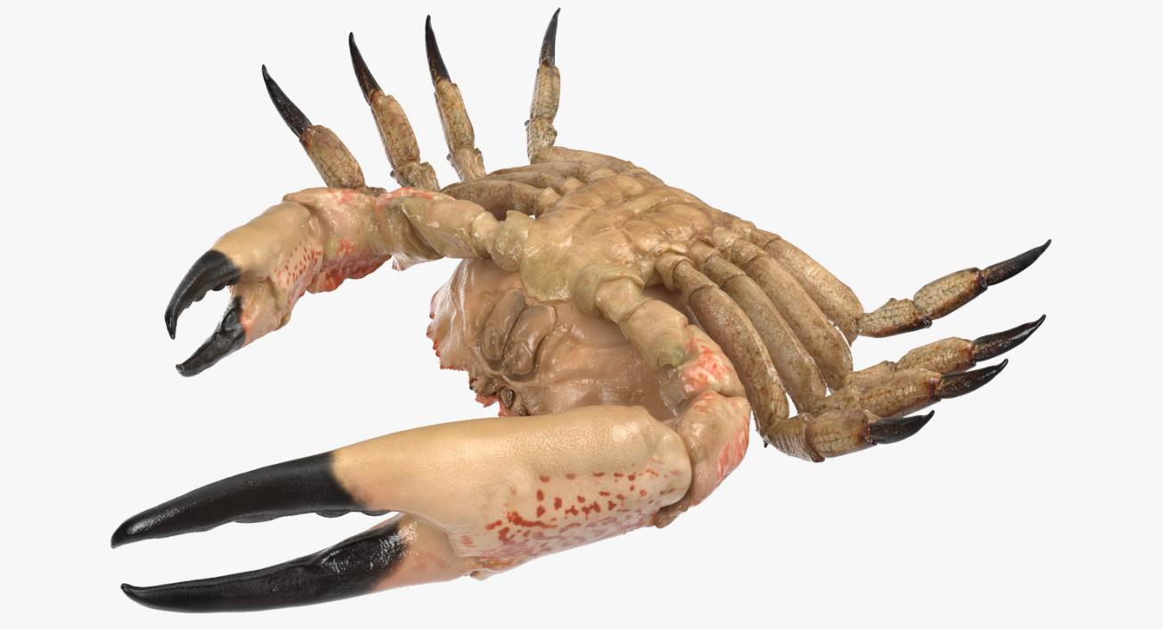 3D model Tasmanian Giant Crab