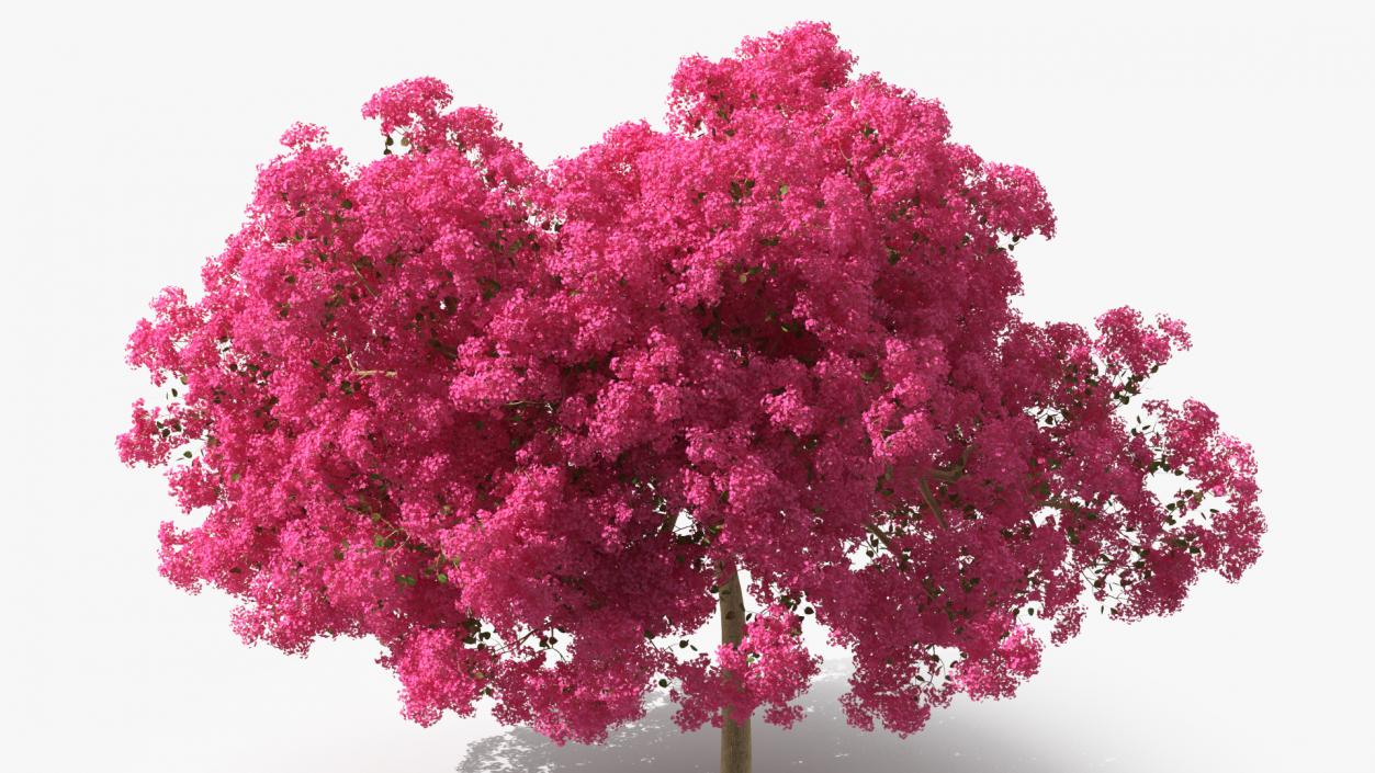Handroanthus Impetiginosus Foliage 3D model