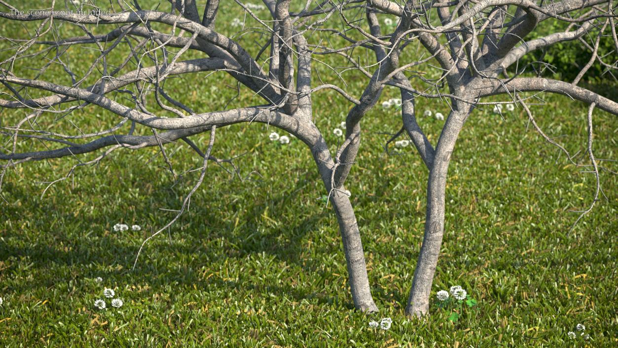Fig Tree Bark Two Trunks 3D model