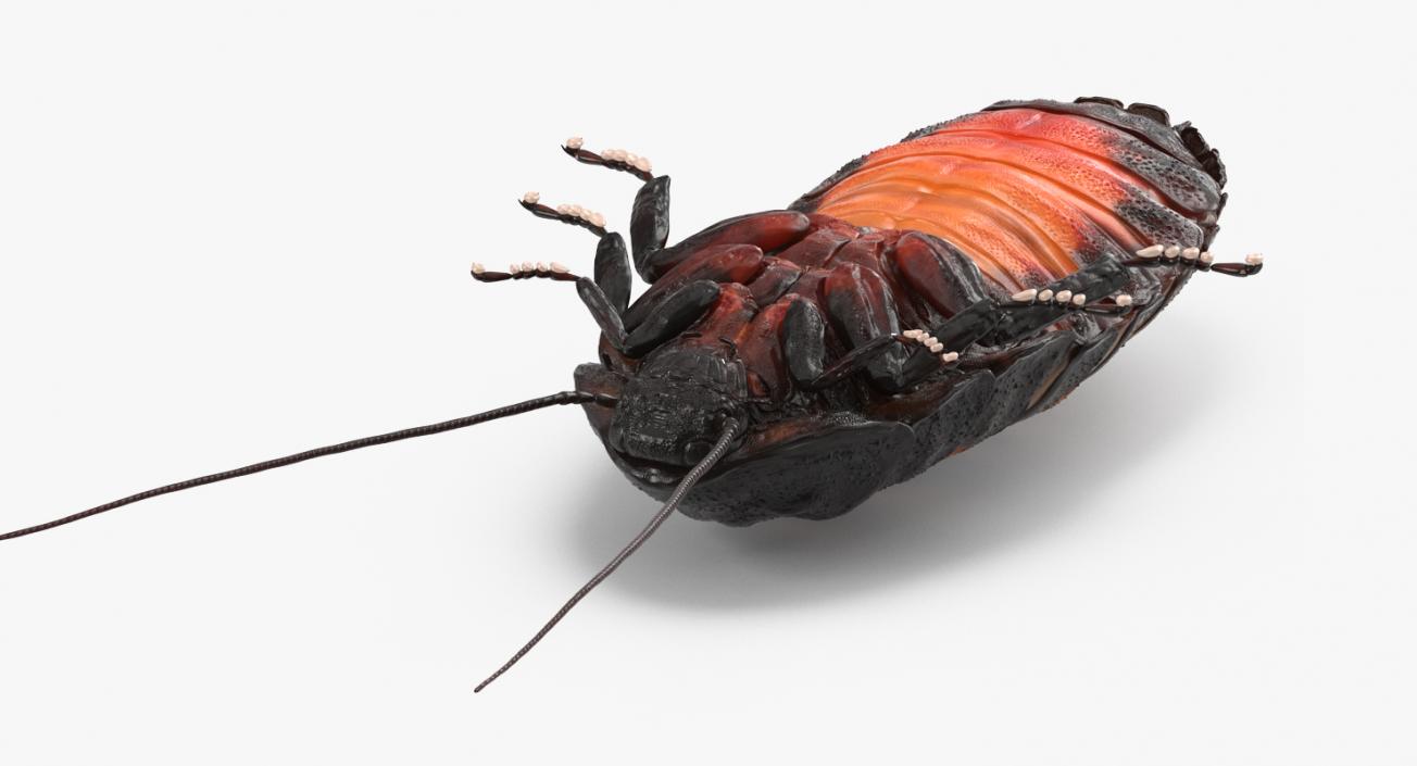 3D model Madagascar Cockroach