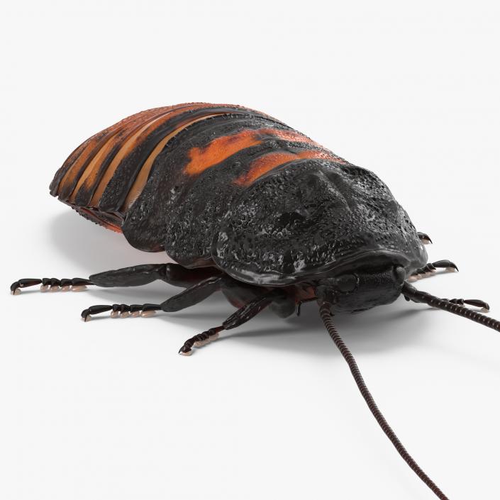 3D model Madagascar Cockroach