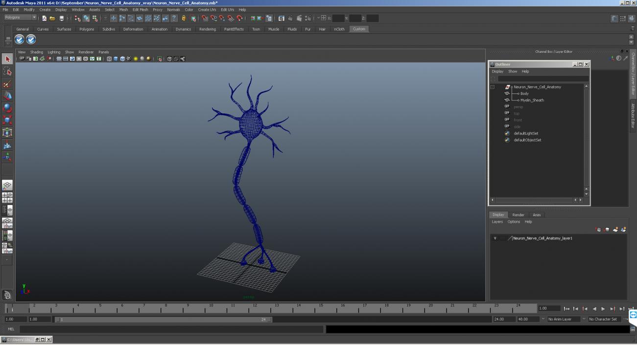 3D model Neuron Nerve Cell Anatomy