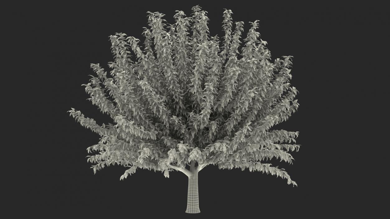 3D Fruitless Mulberry Tree model
