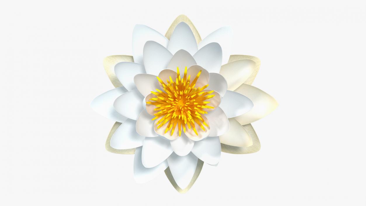 Blooming European White Water Lily 3D model