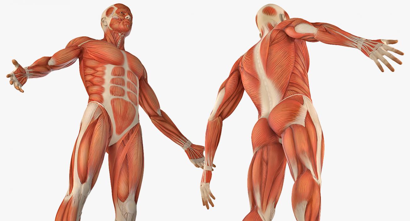 3D model Anatomy Male Muscular System Rigged