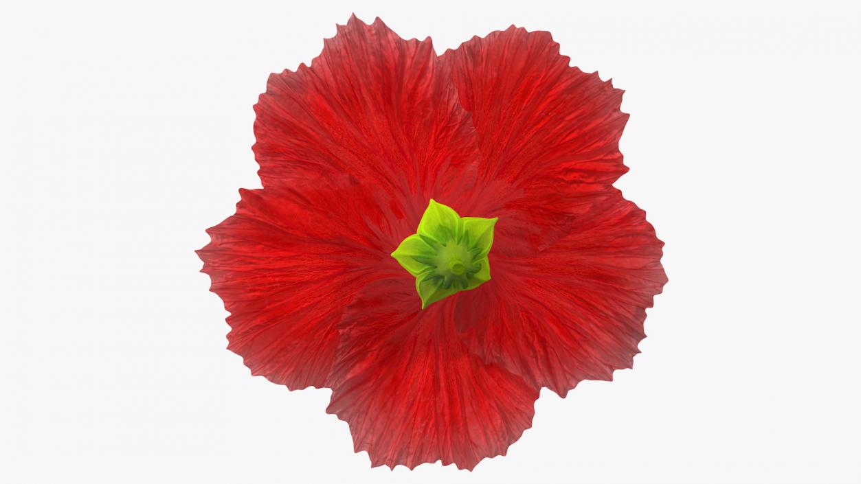 3D Blooming Red Hibiscus Flower model