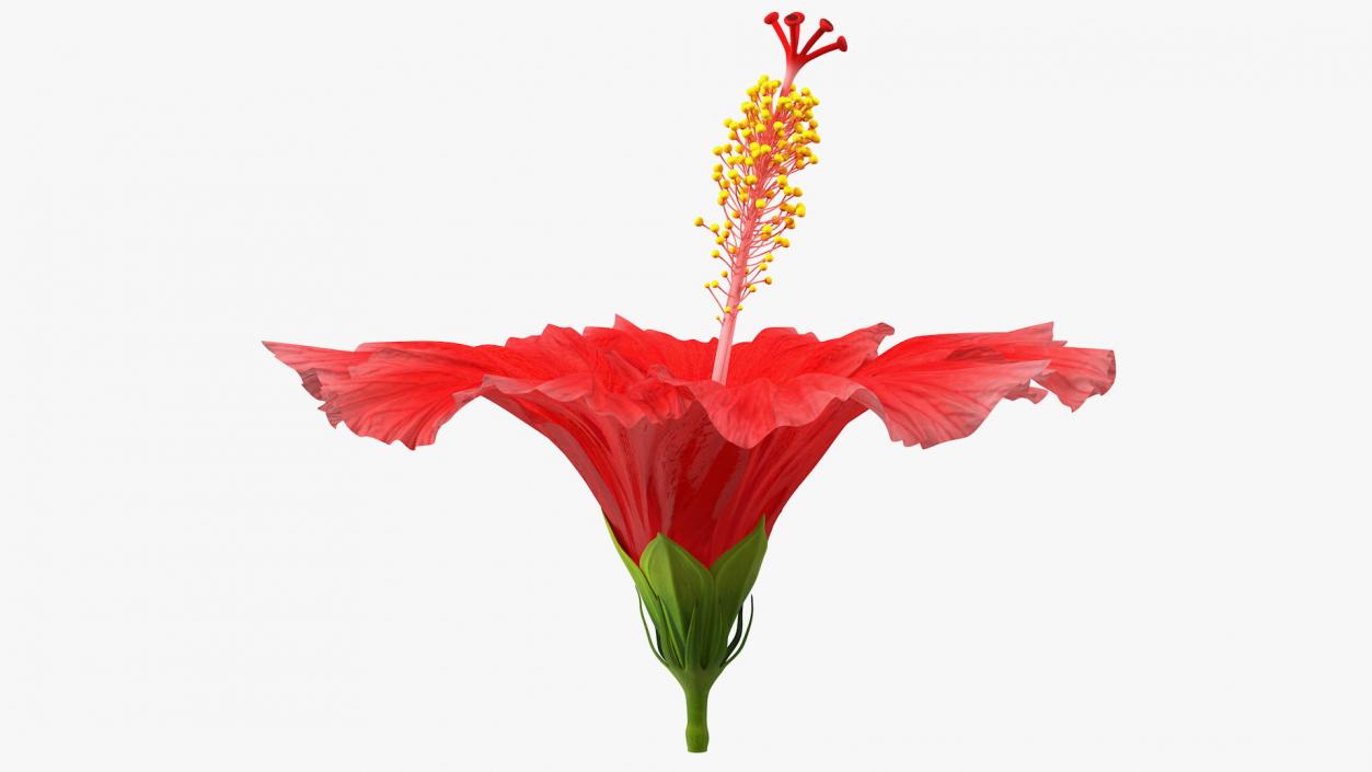 3D Blooming Red Hibiscus Flower model