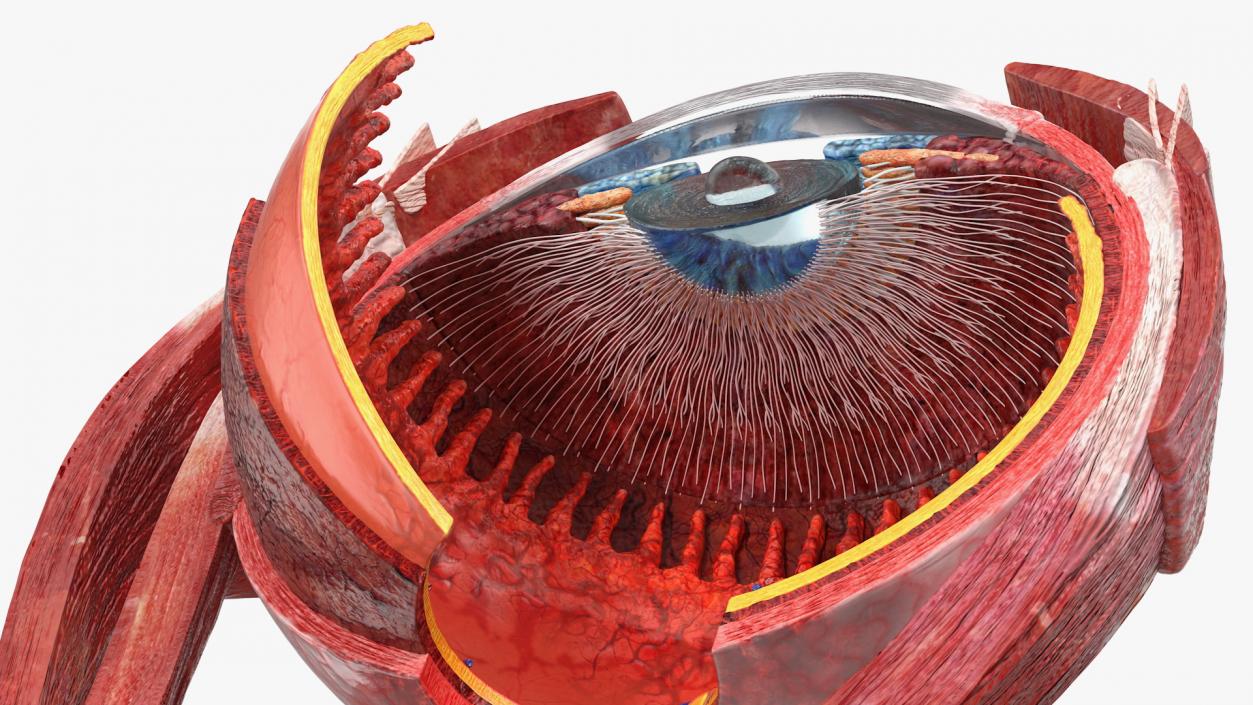3D model Cross-Section of the Human Eye Left Part