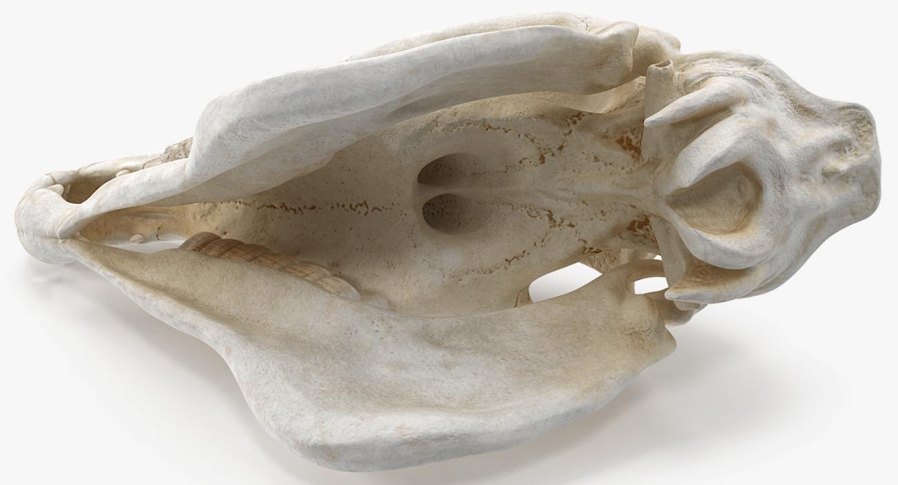 3D Horse Skull