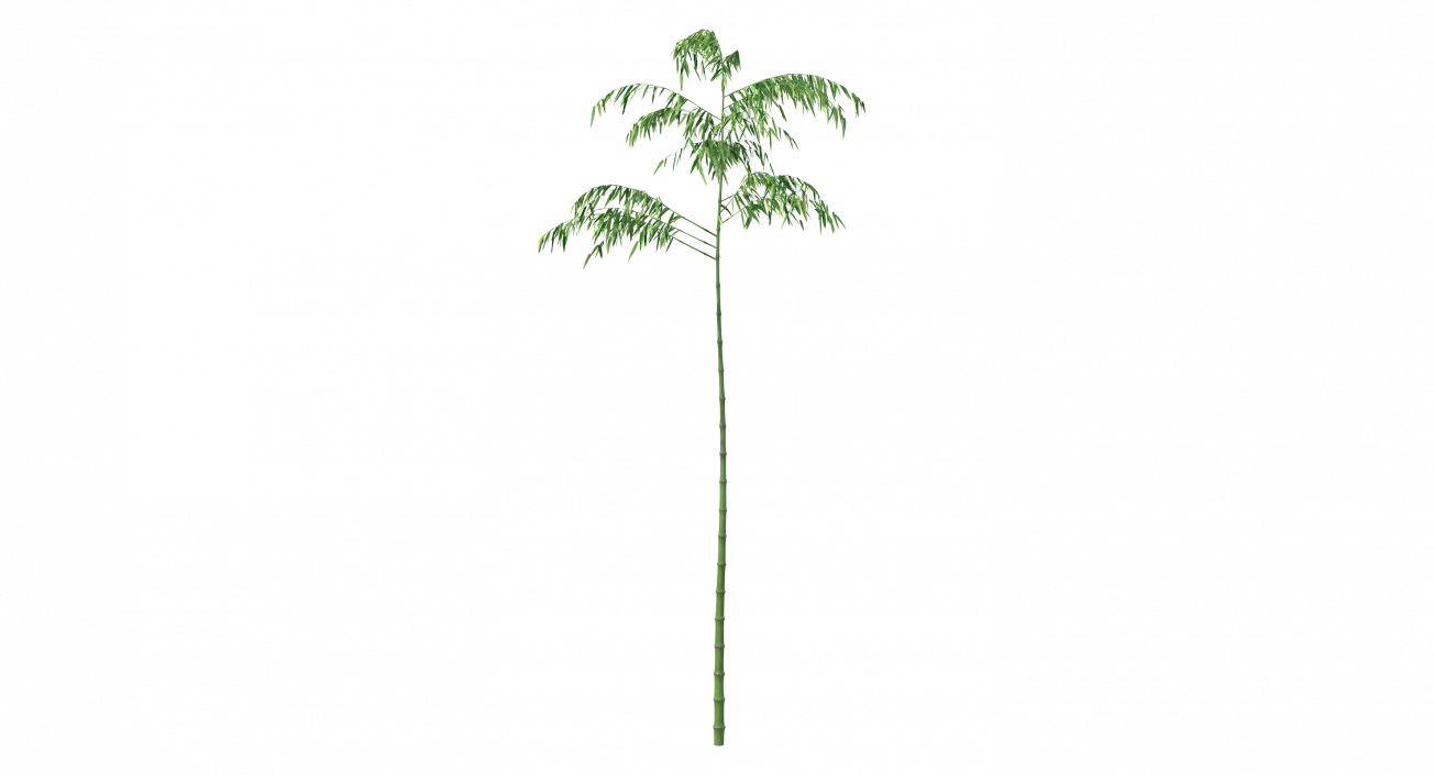 3D model Single Branch Bamboo Tree