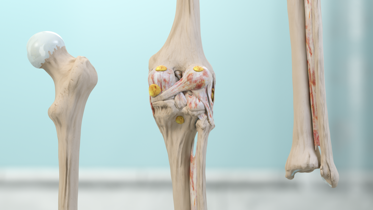 Human Knee Joint Anatomy 3D model