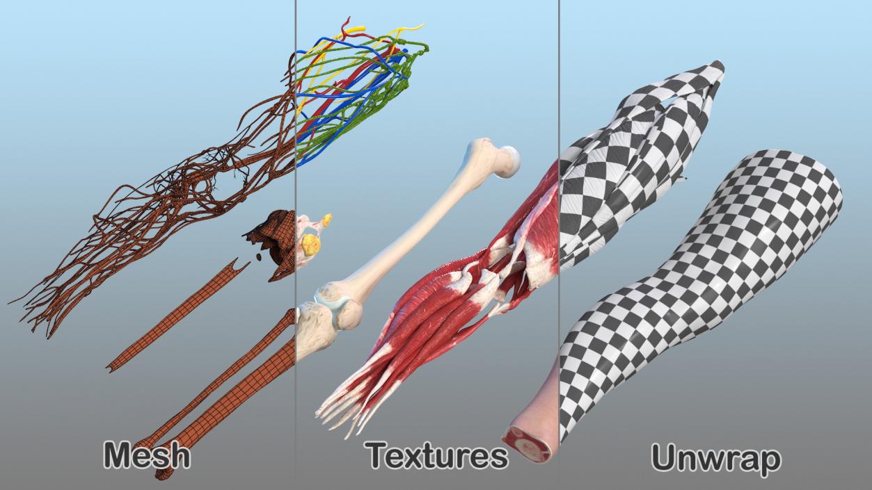 Human Knee Joint Anatomy 3D model