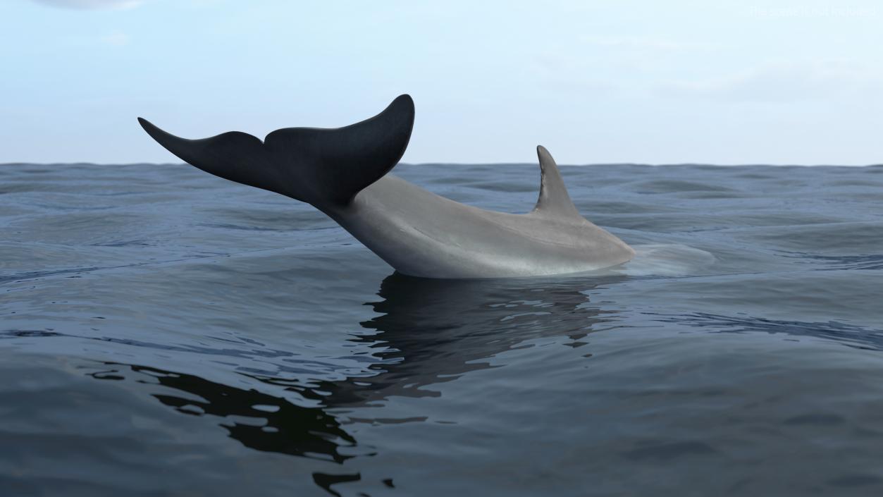 Dolphin Swimming And Jumping Animated 3D