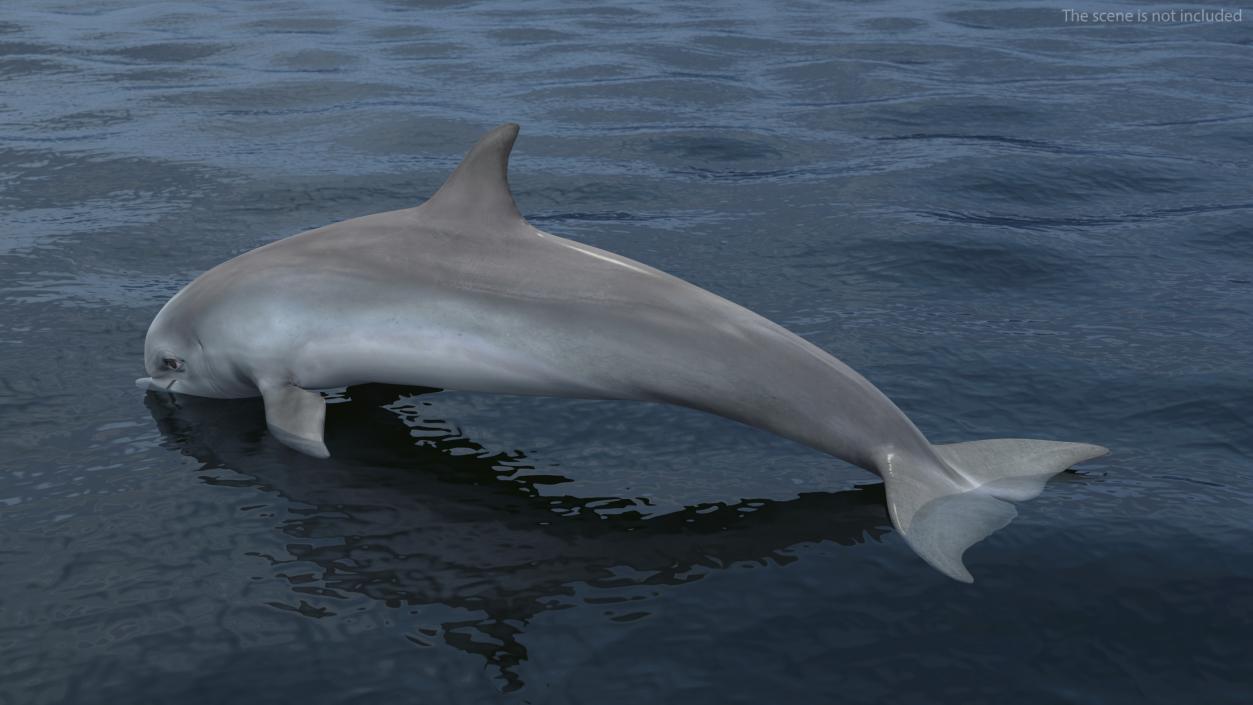 Dolphin Swimming And Jumping Animated 3D
