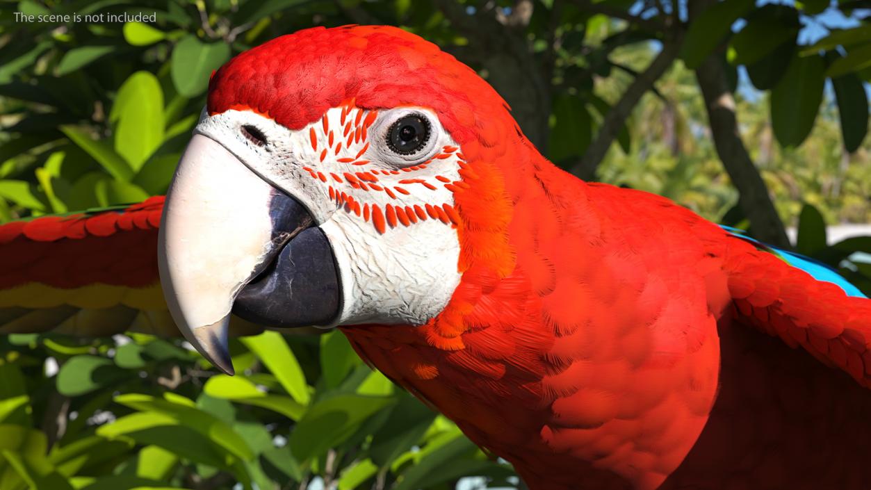 3D Red and Green Macaw Parrot Rigged model