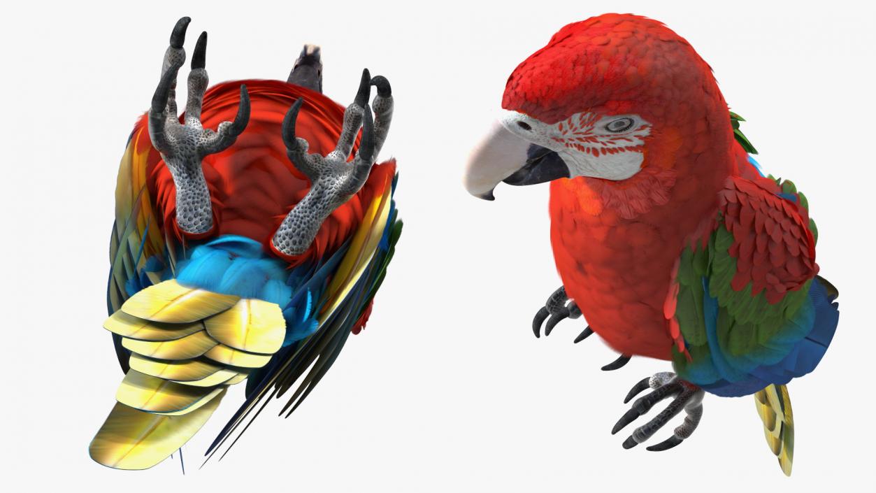 3D Red and Green Macaw Parrot Rigged model