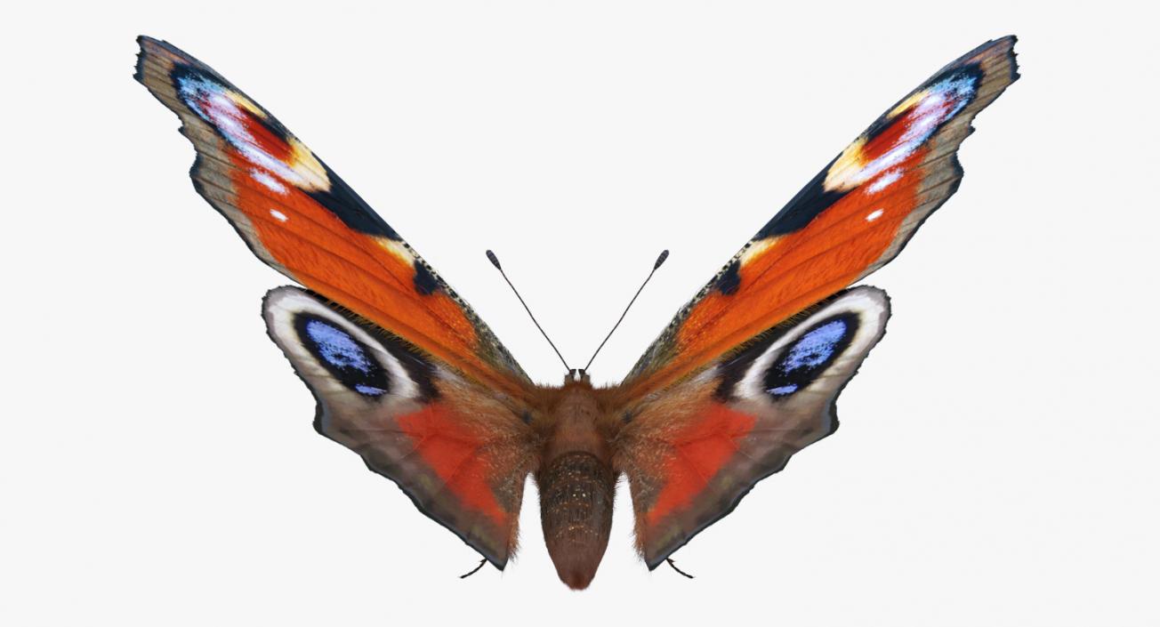3D model Aglais io Butterfly with Fur Rigged