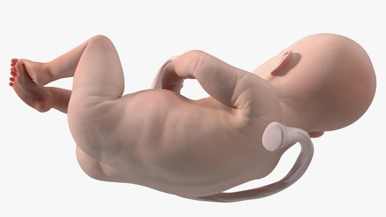 3D model Installation Artificial Uterus