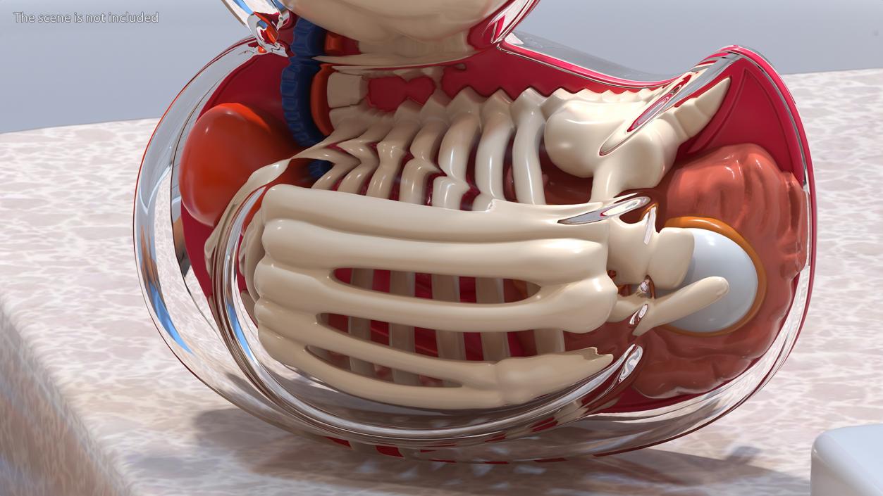 3D model Bath Duck Anatomy Transparent Shell