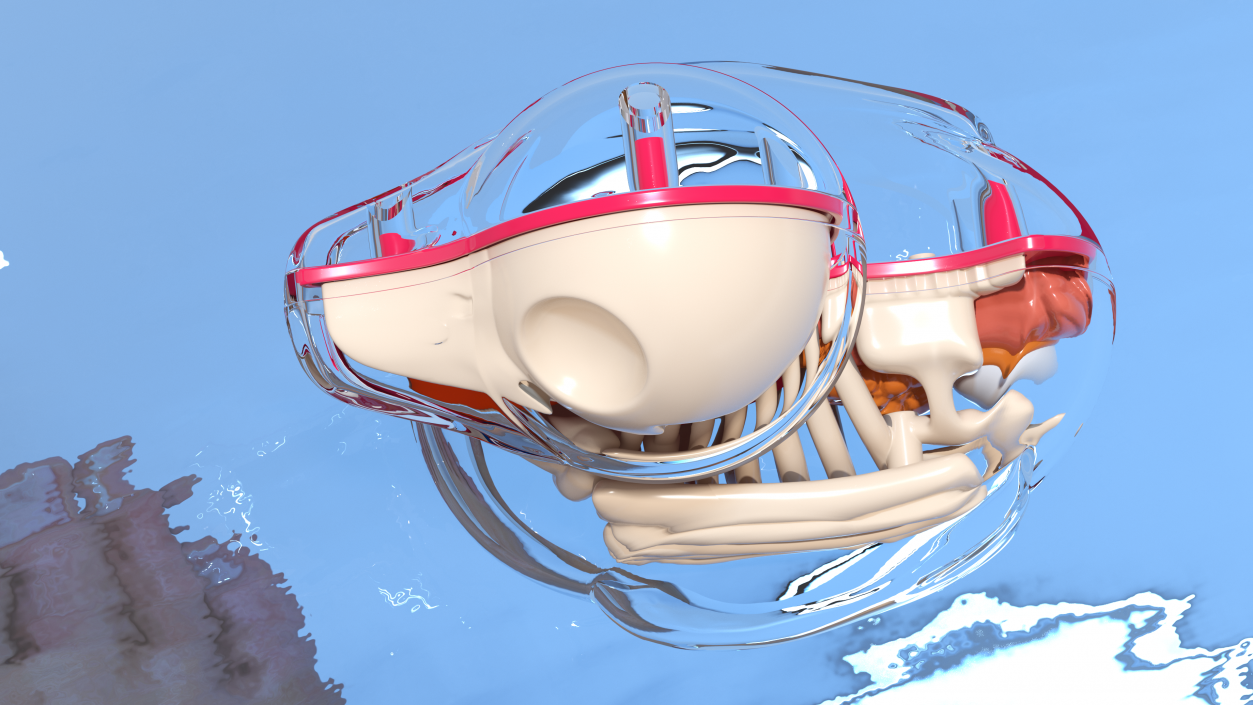 3D model Bath Duck Anatomy Transparent Shell