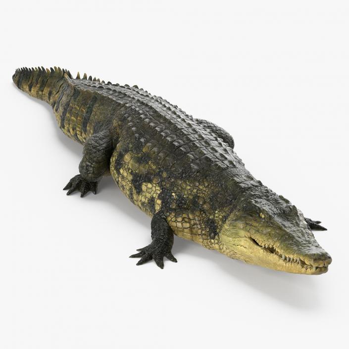 Crocodile Walking 3D