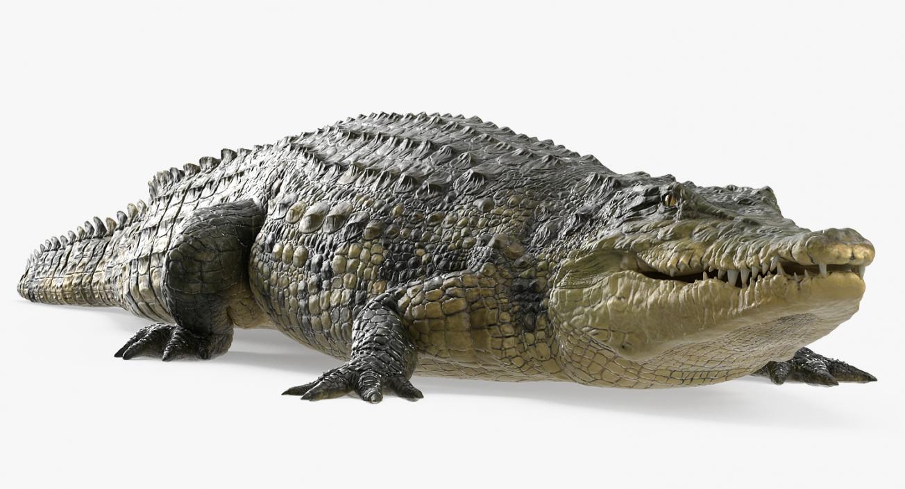Crocodile Walking 3D