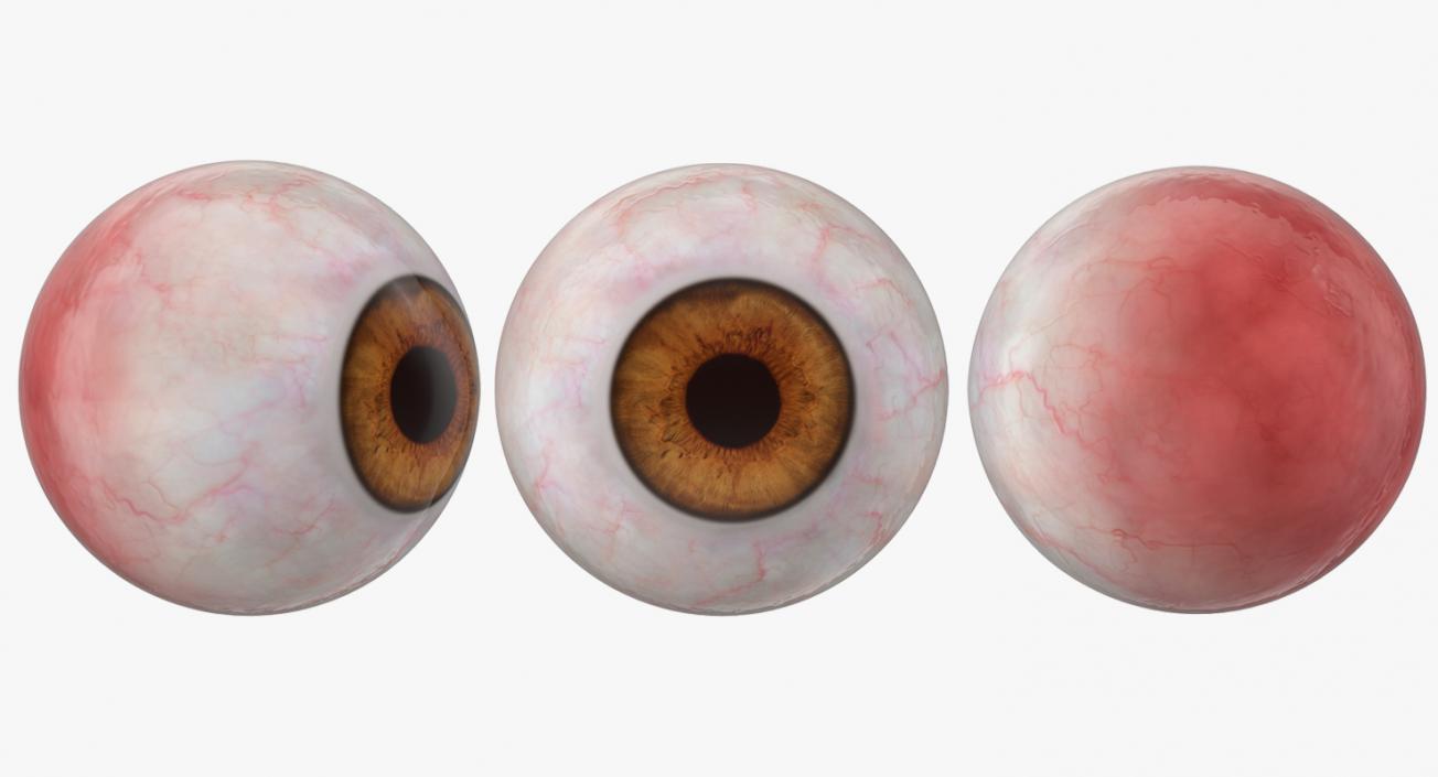 3D Human Eyeball model