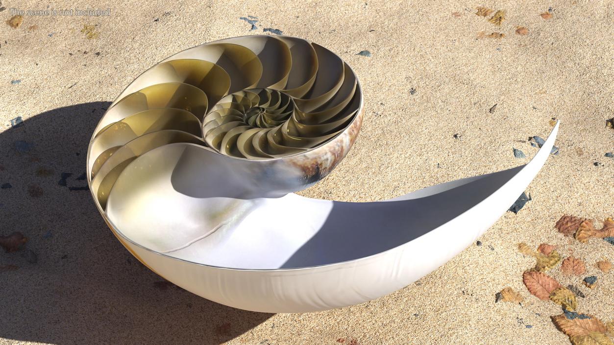 3D model Nautilus Shell Slice