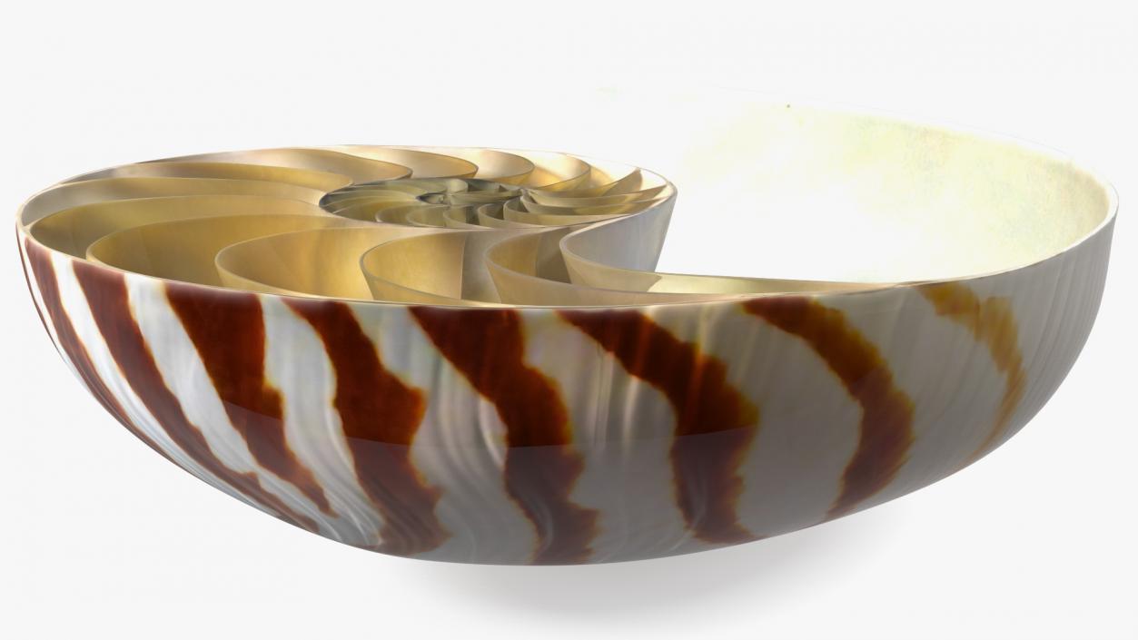 3D model Nautilus Shell Slice