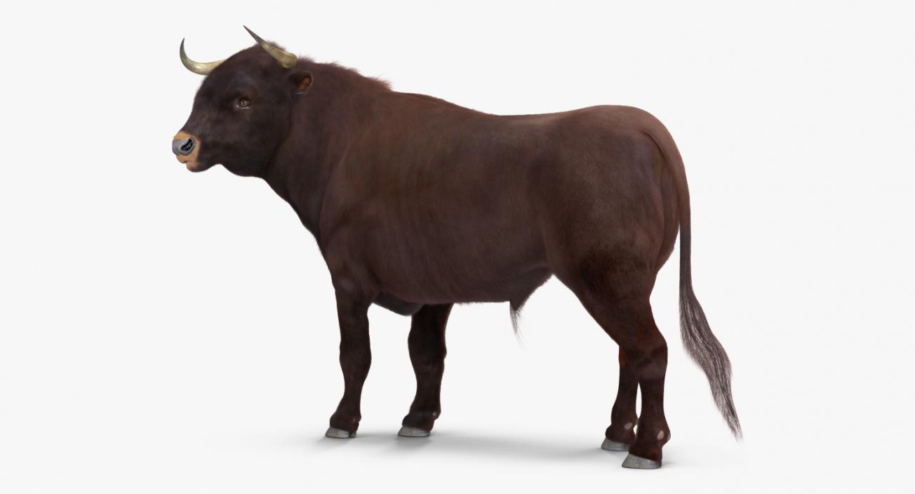 Bull Standing Pose with Fur 3D