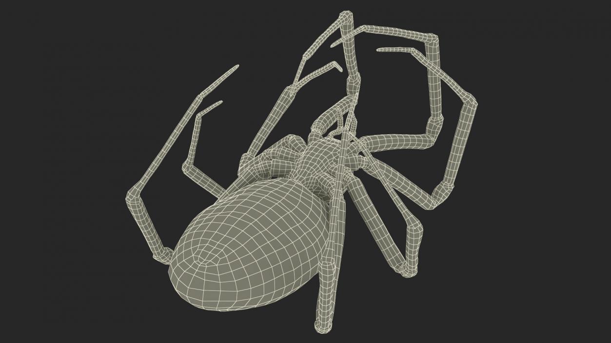 3D Argiope Trifasciata Spider Rigged model