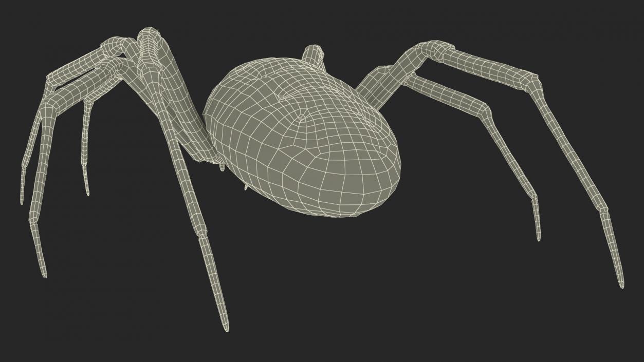 Argiope Trifasciata Spider Rigged for Cinema 4D 3D