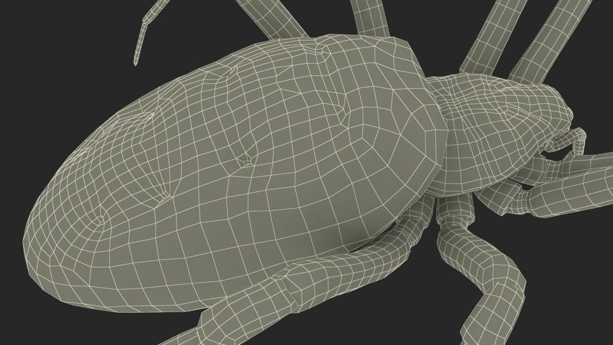 Argiope Trifasciata Spider Rigged for Modo 3D