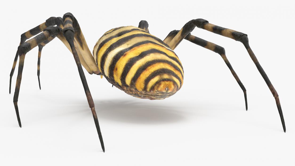Argiope Trifasciata Spider Rigged for Maya 3D