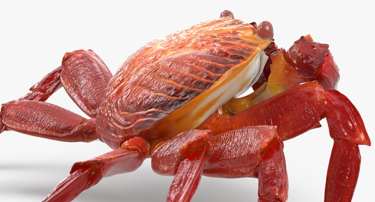 3D model Red Rock Crab Rigged