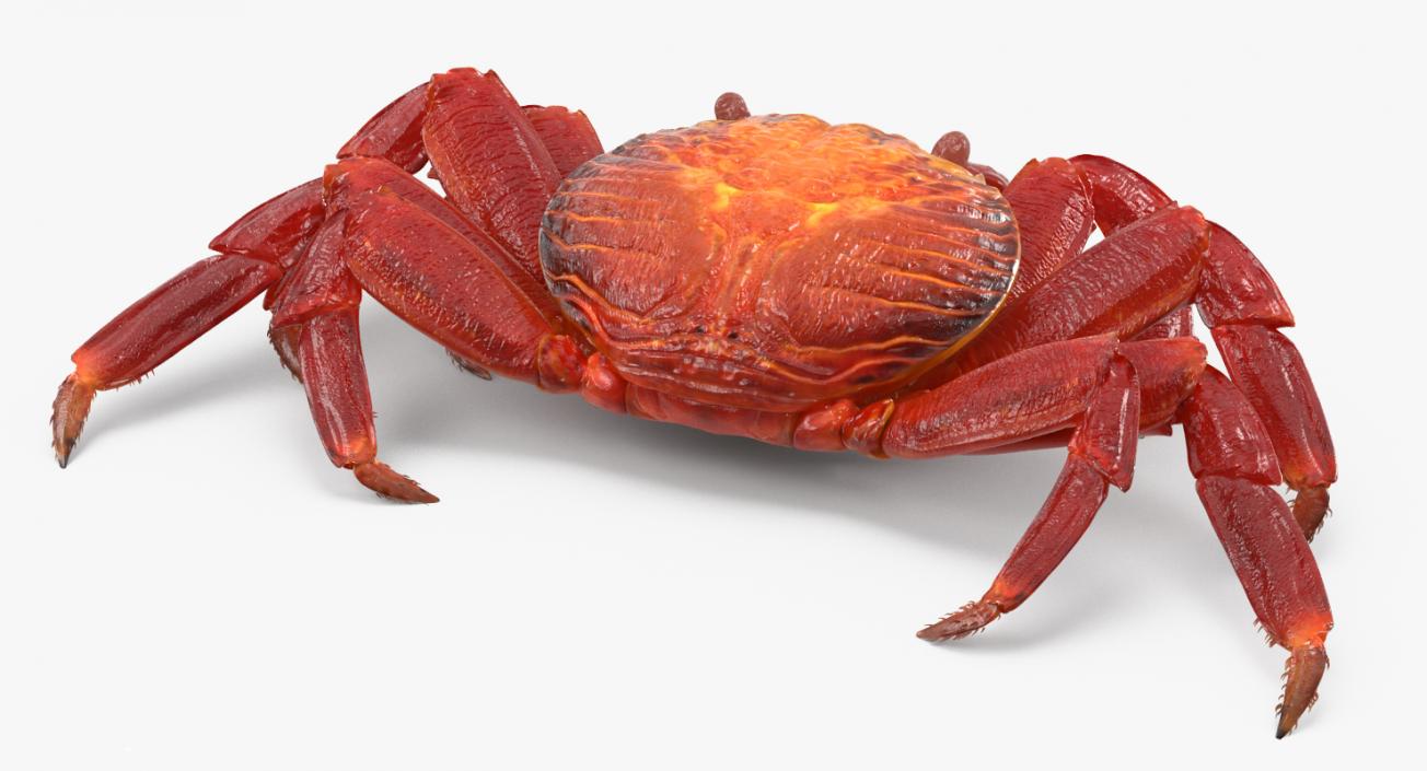 3D model Red Rock Crab Rigged