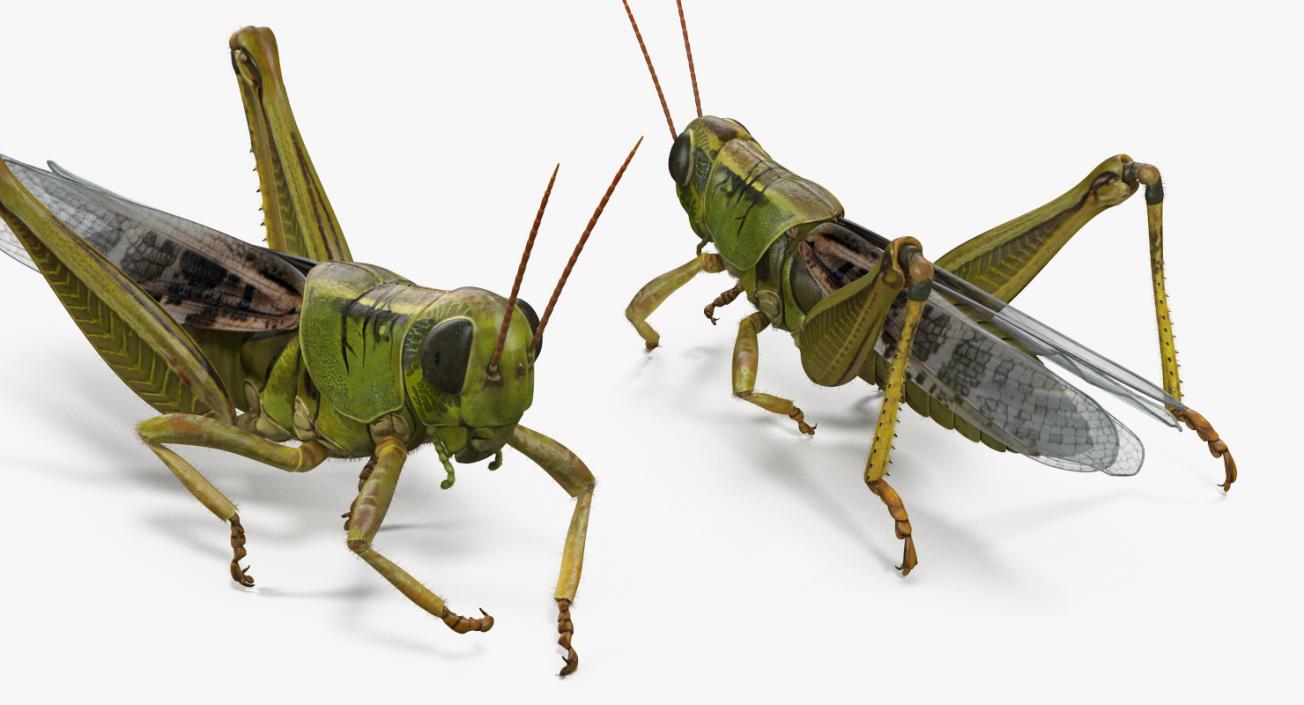Grasshopper Eating Pose with Fur 3D