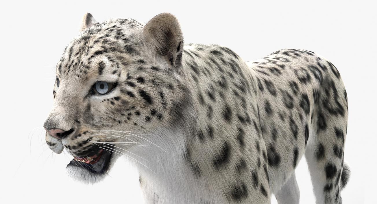 3D Snow Leopard with Fur Rigged model