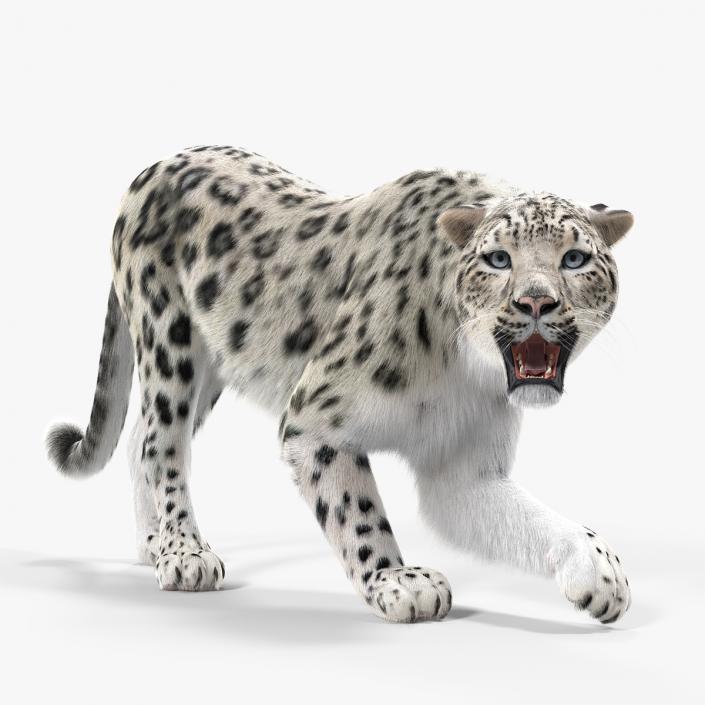 3D Snow Leopard with Fur Rigged model