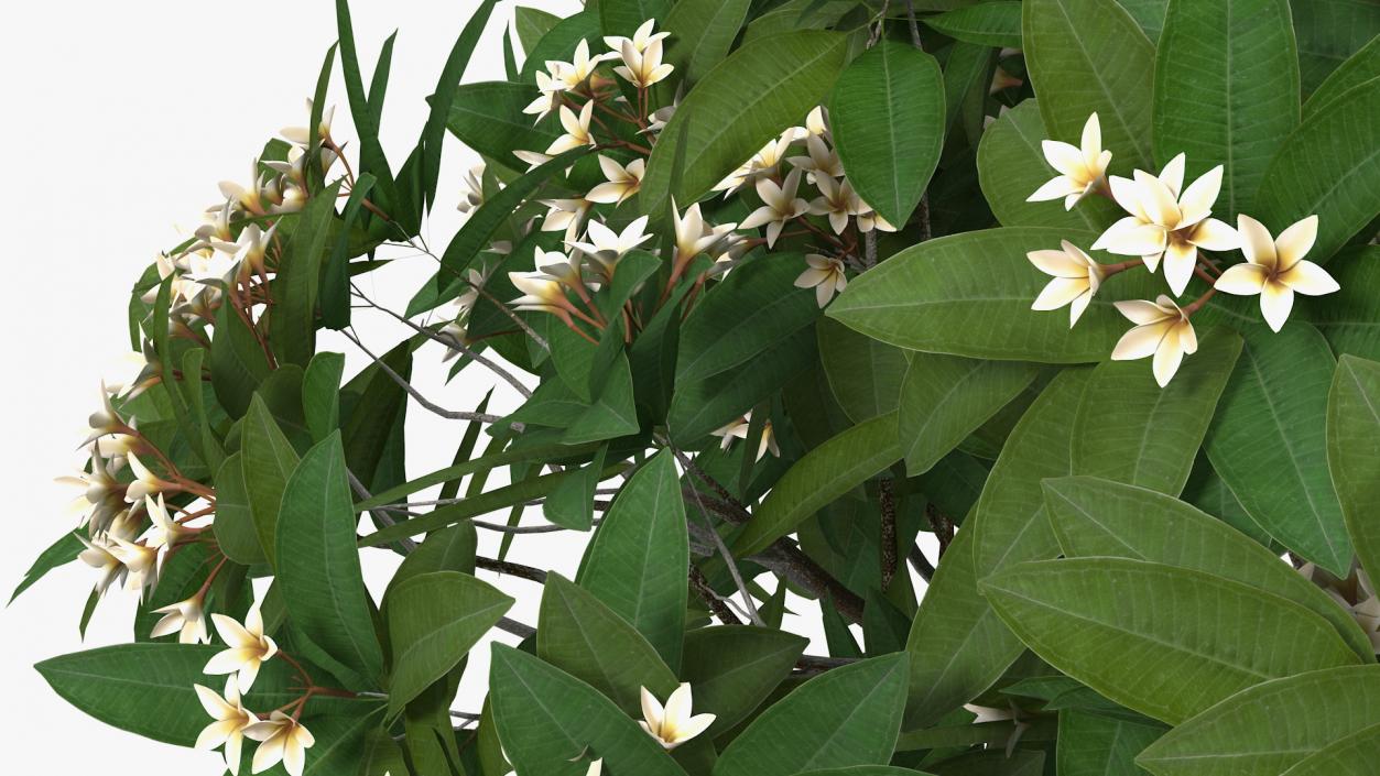 3D Plumeria Frangipani Tree White Flowers model