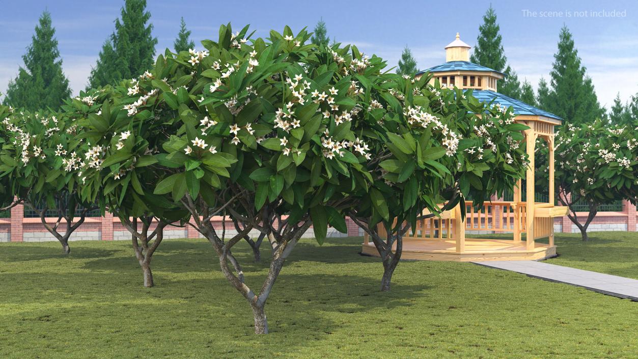 3D Plumeria Frangipani Tree White Flowers model