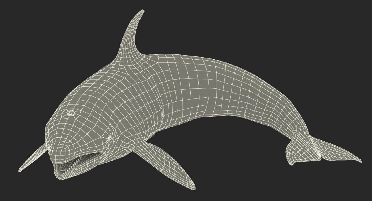 Killer Whale Rigged 3D model