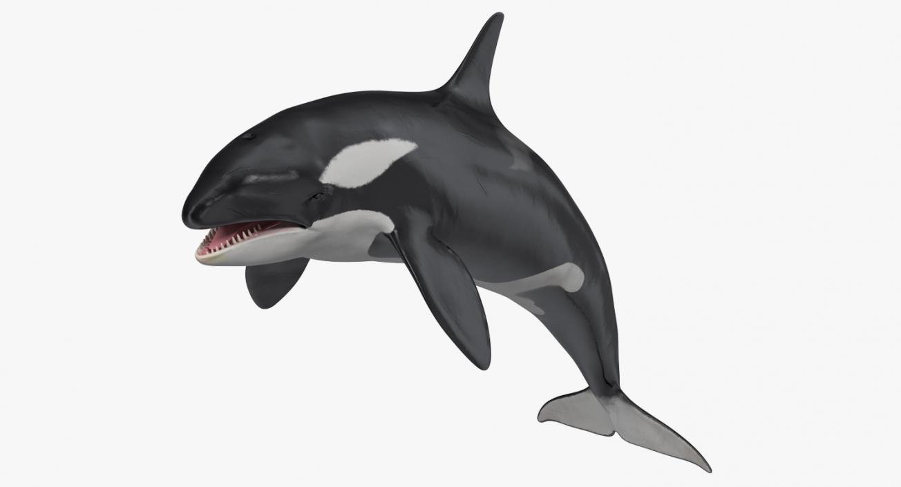 Killer Whale Rigged 3D model