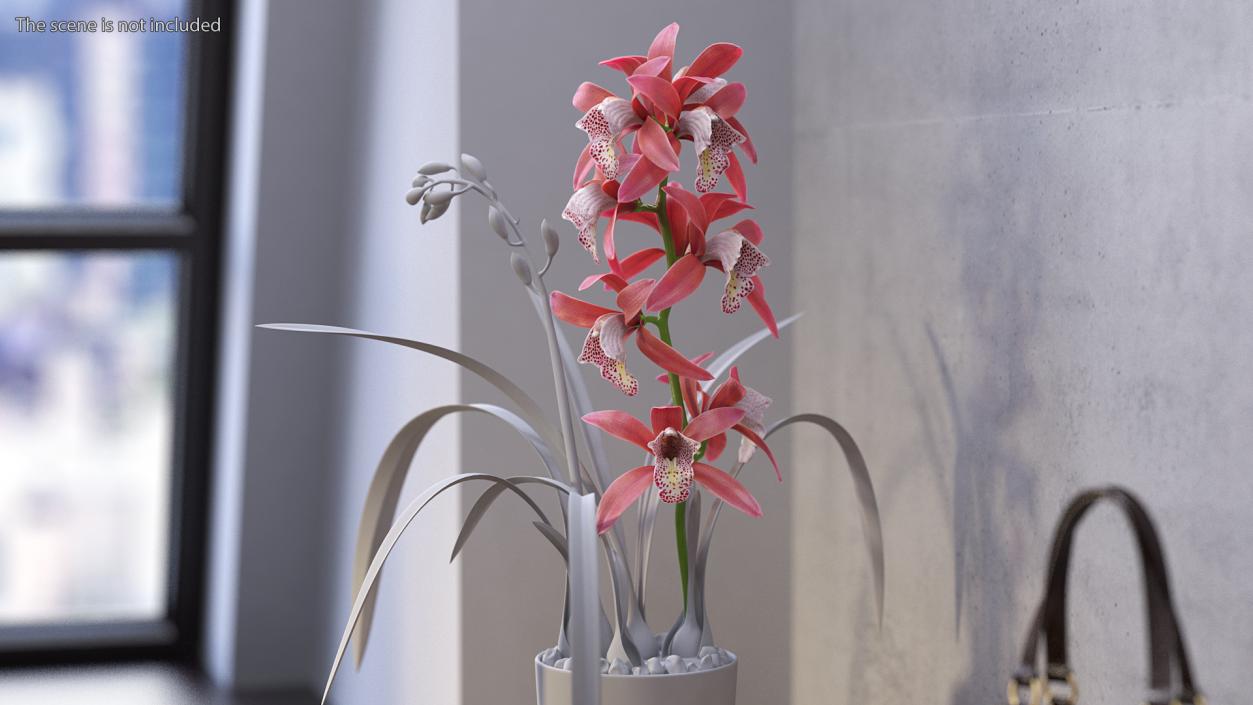 3D Pink Orchid Branch model
