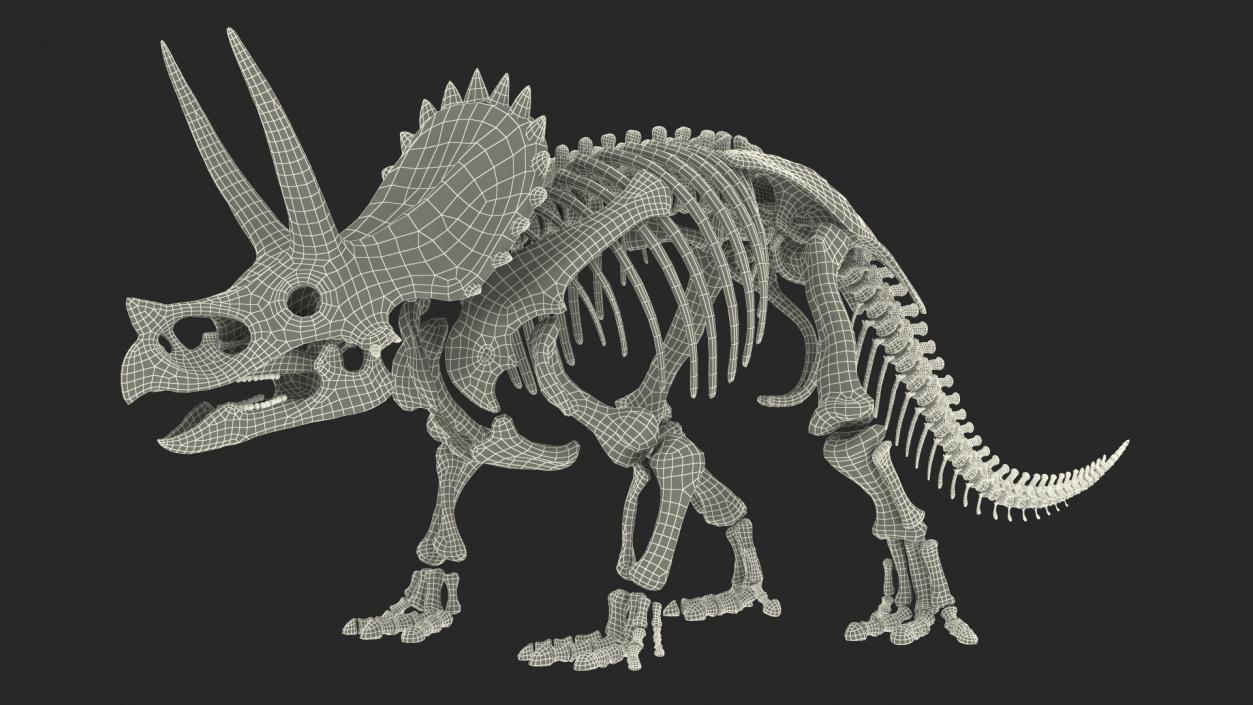 3D model Triceratops Skeleton