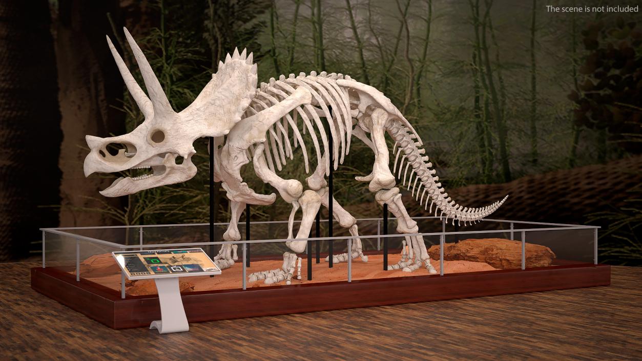 3D model Triceratops Skeleton
