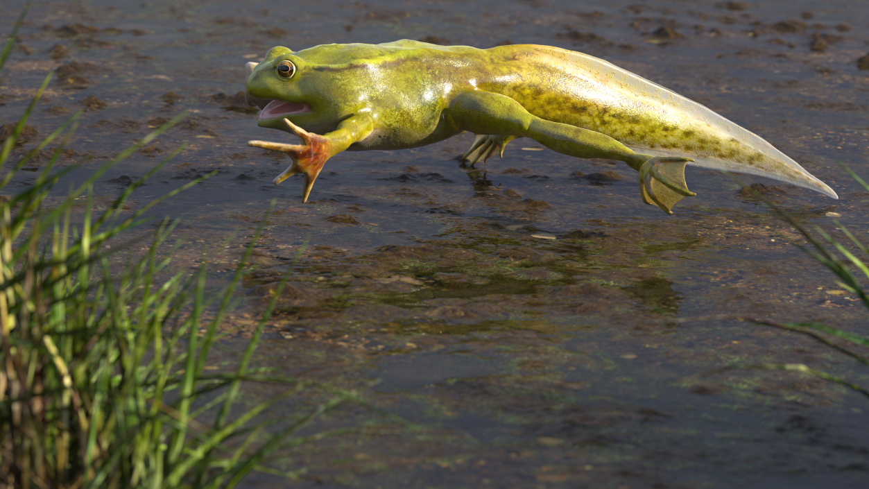 Frog Life Cycle Stages 3D