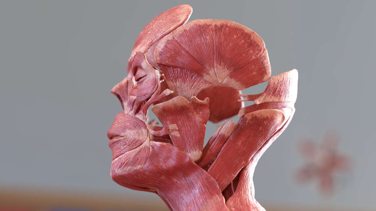 3D Male Skeleton and Muscular System model
