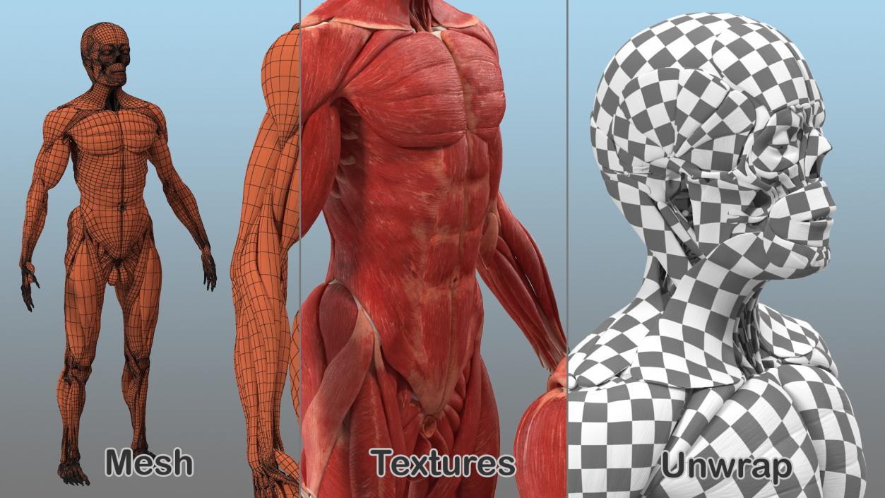 3D Male Skeleton and Muscular System model