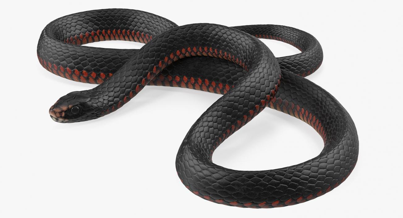 3D model Desert Black King Snake Rigged